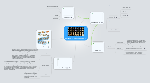 Mind Map: Evolucion del cerebro humano