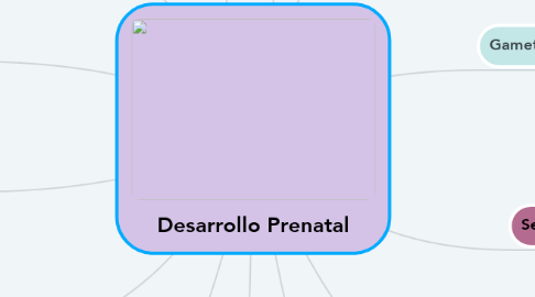 Mind Map: Desarrollo Prenatal