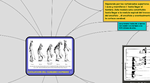 Mind Map: EVOLUCION DEL CEREBRO HUMANO