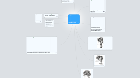 Mind Map: CEREBRO HUMANO