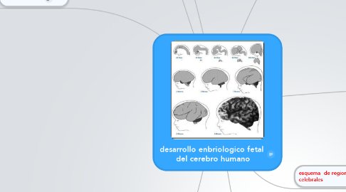 Mind Map: desarrollo enbriologico fetal  del cerebro humano