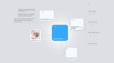 Mind Map: Cerebro Humano