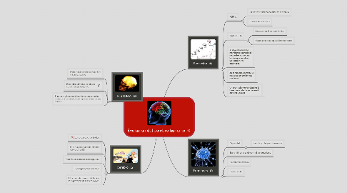 Mind Map: Evolucion del cerebro humano