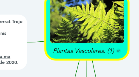 Mind Map: Plantas Vasculares. (1)