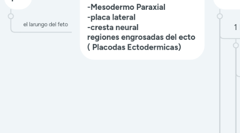 Mind Map: Desarollo del Aparato Faringeo, Aparto respiratorio y Piel