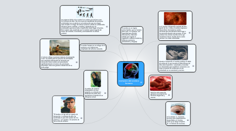 Mind Map: evolucion del cerebro humano