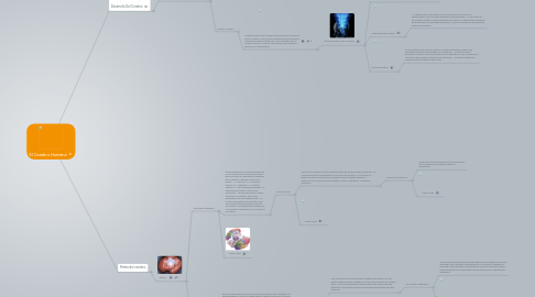 Mind Map: El Cerebro Humano