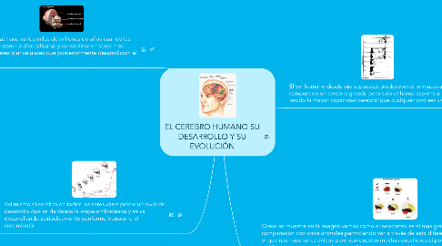 Mind Map: EL CEREBRO HUMANO SU DESARROLLO Y SU EVOLUCIÓN