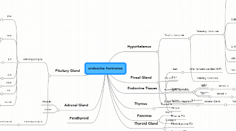 Mind Map: endocrine hormones
