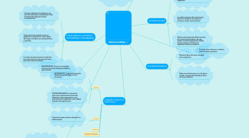 Mind Map: MÉDULA ESPINAL