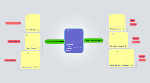 Mind Map: Evolucion del cerebro humano