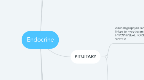 Mind Map: Endocrine