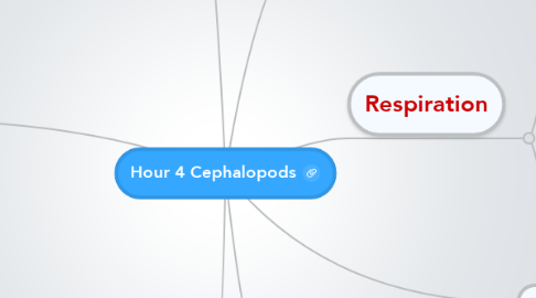 Mind Map: Hour 4 Cephalopods