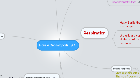 Mind Map: Hour 4 Cephalopods