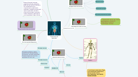 Mind Map: Человеческий организм