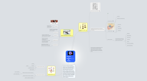 Mind Map: Evolución y Desarrollo del Cerebro