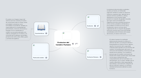 Mind Map: Evolucion del Cerebro Humano