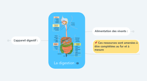 Mind Map: La digestion