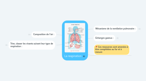 Mind Map: La respiration