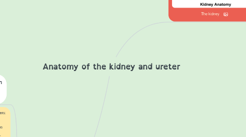 Mind Map: Anatomy of the kidney and ureter