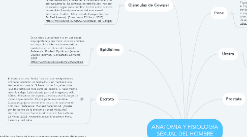Mind Map: ANATOMÍA Y FISIOLOGÍA SEXUAL DEL HOMBRE