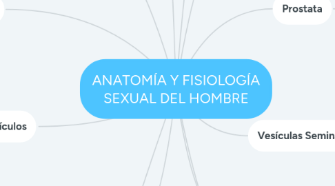 Mind Map: ANATOMÍA Y FISIOLOGÍA SEXUAL DEL HOMBRE