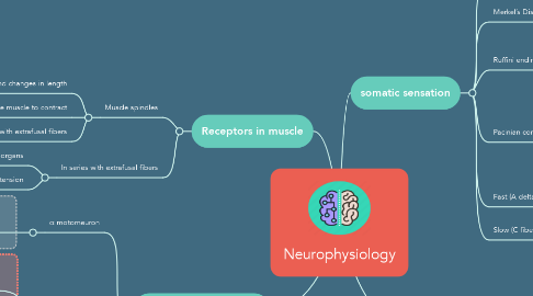 Mind Map: Neurophysiology