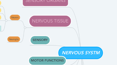 Mind Map: NERVOUS SYSTM