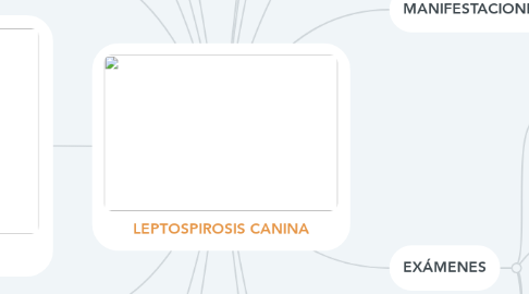 Mind Map: LEPTOSPIROSIS CANINA