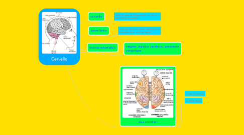 Mind Map: Cervello