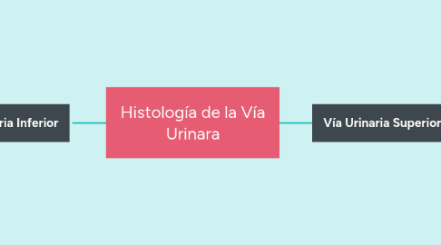 Mind Map: Histología de la Vía Urinara