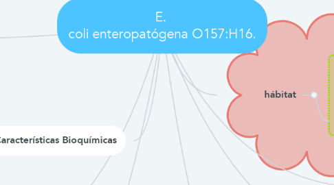 Mind Map: E.  coli enteropatógena O157:H16.