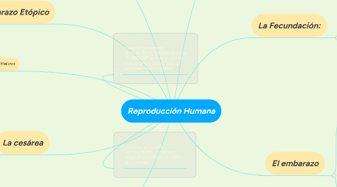 Mind Map: Reproducción Humana