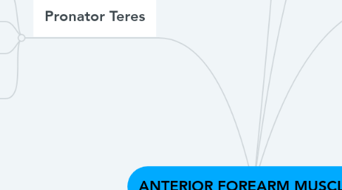 Mind Map: ANTERIOR FOREARM MUSCLES
