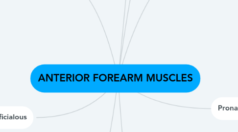 Mind Map: ANTERIOR FOREARM MUSCLES