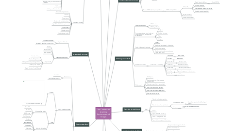 Mind Map: The Connected Learning Environment of tirisays