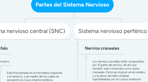 Mind Map: Partes del Sistema Nervioso