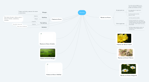 Mind Map: Plantas