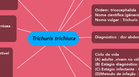 Mind Map: Trichuris trichiura