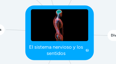 Mind Map: El sistema nervioso y los sentidos