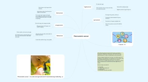 Mind Map: Menneskets sanser