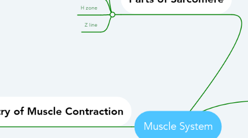 Mind Map: Muscle System