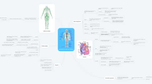 Mind Map: APARATO CIRCULATORIO