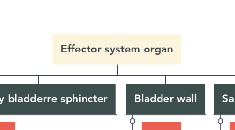 Mind Map: Effector system organ