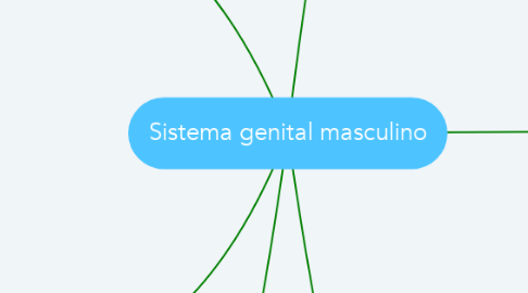 Mind Map: Sistema genital masculino