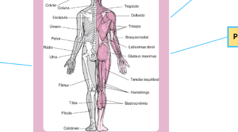 Mind Map: Sistema Musculoesquelético