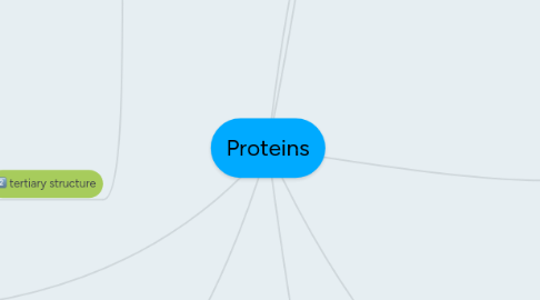 Mind Map: Proteins