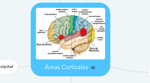 Mind Map: Áreas Corticales