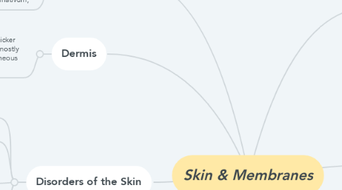 Mind Map: Skin & Membranes