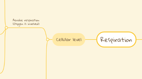 Mind Map: Respiration